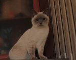 Кошки в Королеве: Отдам кошку Девочка, Бесплатно - фото 3