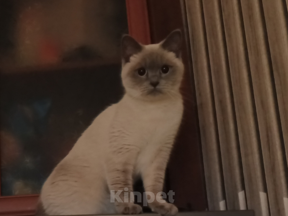 Кошки в Королеве: Отдам кошку Девочка, Бесплатно - фото 3