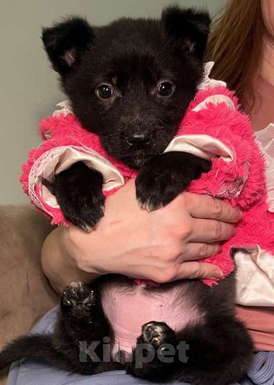 Собаки в Москве: Очаровательные, умные щенки в добрые руки Мальчик, 1 руб. - фото 2