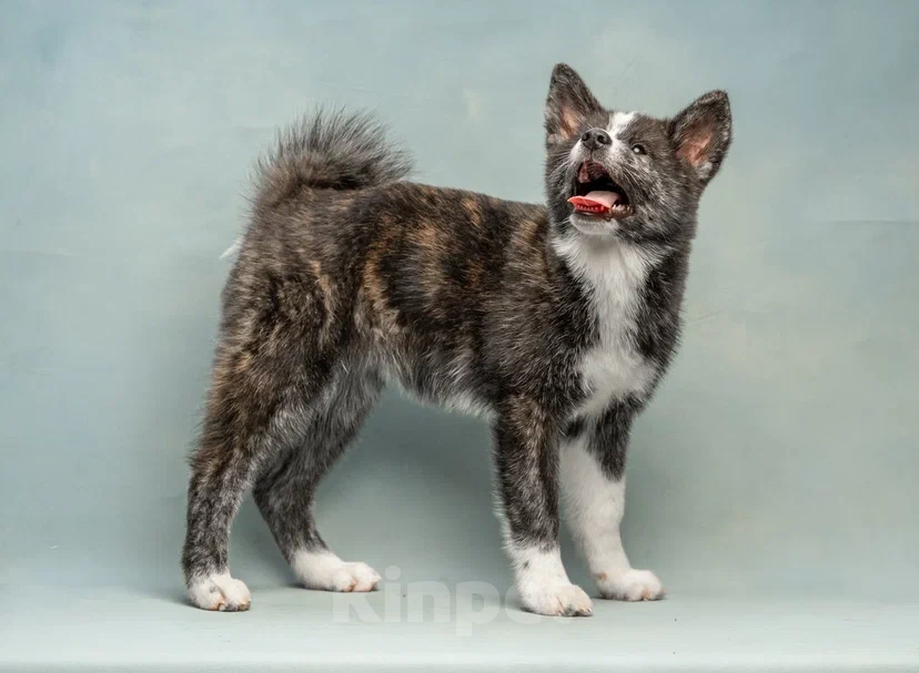 Собаки в Санкт-Петербурге: Тиана Девочка, 70 000 руб. - фото 3