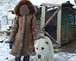 Собаки в других городах Краснодарского края: Алабай (САО)  Мальчик, Бесплатно - фото 4