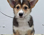 Собаки в Новосибирске: Вельш Корги Пемброк Девочка, 60 000 руб. - фото 3