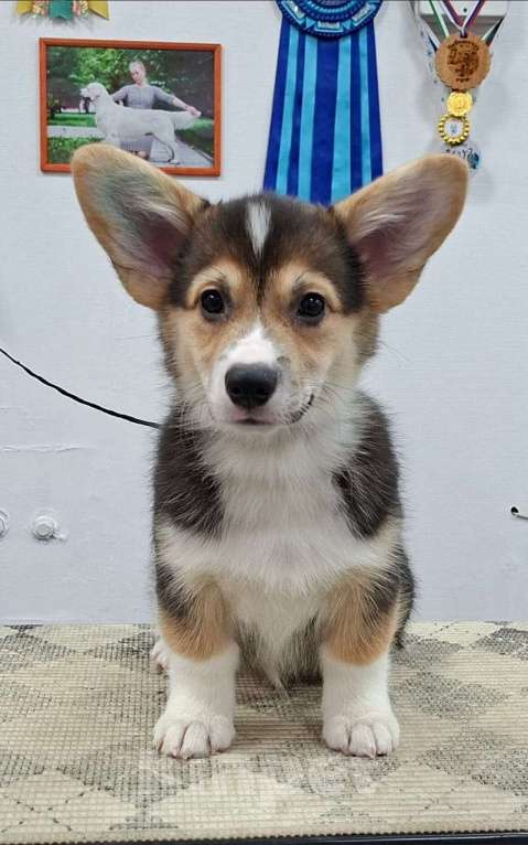 Собаки в Новосибирске: Вельш Корги Пемброк Девочка, 60 000 руб. - фото 3