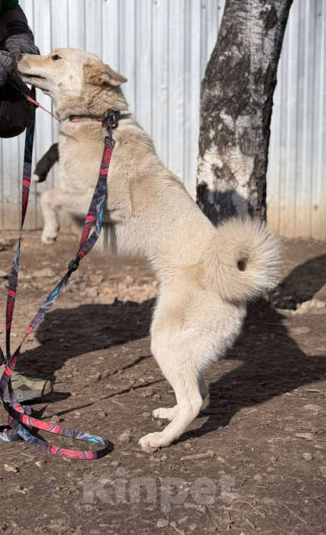 Собаки в Москве: Если бы в мире собак существовала своя Мэрилин Монро — это была бы она Девочка, Бесплатно - фото 5