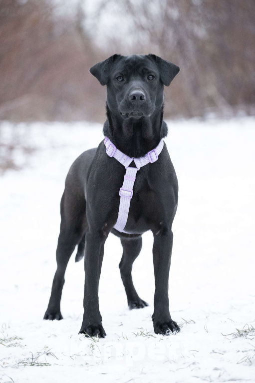 Собаки в Москве: Метис лабрадора и просто красавица Джуди в поисках дома Девочка, Бесплатно - фото 6