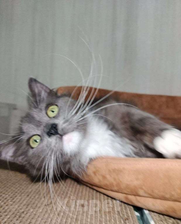 Кошки в Москве: Котенок Кейт в добрые руки Девочка, Бесплатно - фото 5