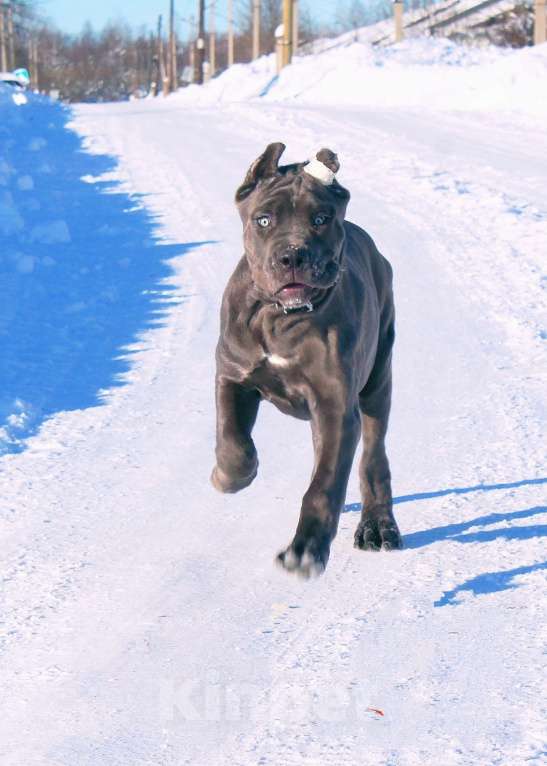 Собаки в Москве: Подпастают мощные корсо Девочка, 60 000 руб. - фото 5
