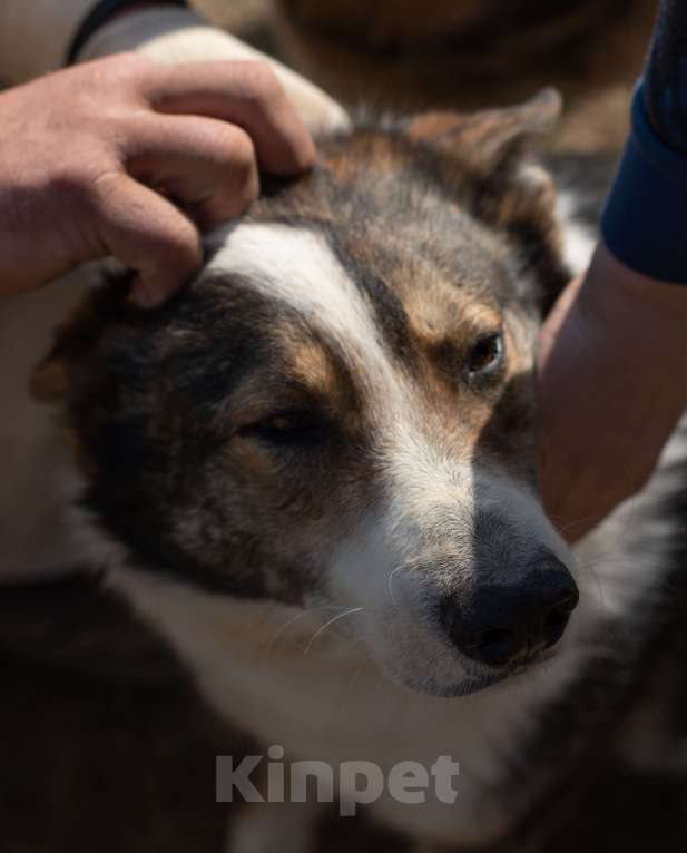 Собаки в Москве: Теодор. Лучший друг ждет в приюте Мальчик, 1 руб. - фото 5