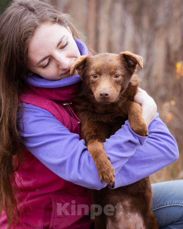 Собаки в Москве: Маленькая собачка ищет дом Девочка, Бесплатно - фото 1