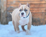 Собаки в Обнинске: Американский булли девочки Девочка, 80 000 руб. - фото 2
