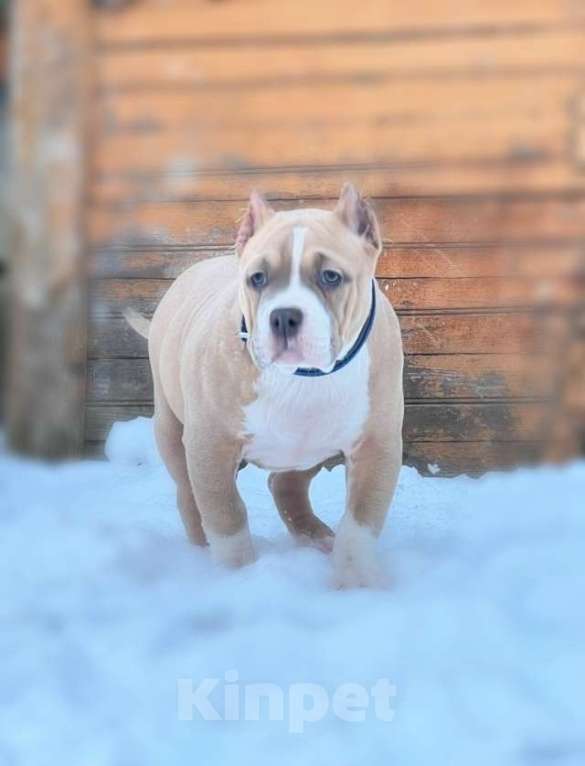 Собаки в Обнинске: Американский булли девочки Девочка, 80 000 руб. - фото 2