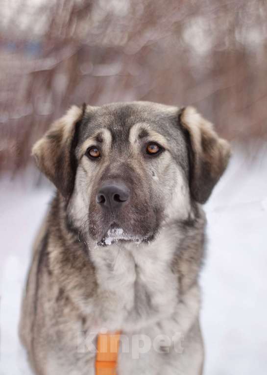 Собаки в Москве: Ласковый и добрый Сильвер в добрые руки Мальчик, Бесплатно - фото 3