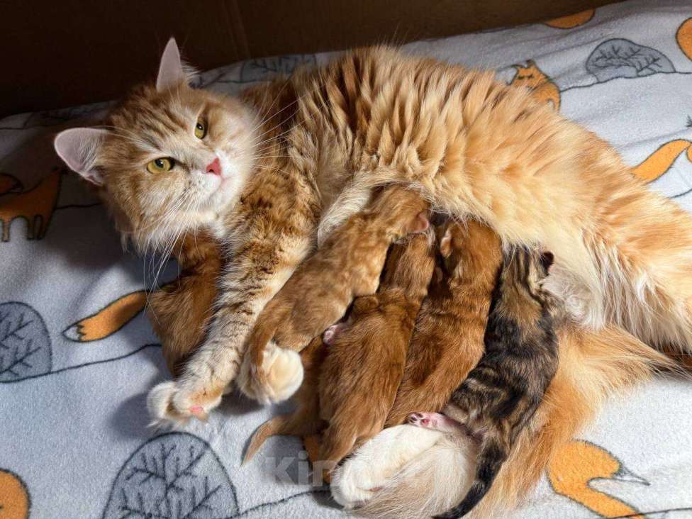 Кошки в Королеве: Сибирские котята Разнополые, 80 000 руб. - фото 1