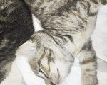 Кошки в Мытищах: Котики в добрые руки Девочка, Бесплатно - фото 3