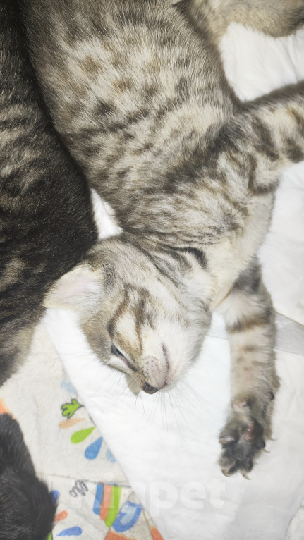Кошки в Мытищах: Котики в добрые руки Девочка, Бесплатно - фото 3