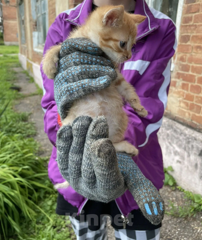 Кошки в других городах Московской области: котенок в добрые руки. можайский район Мальчик, Бесплатно - фото 1