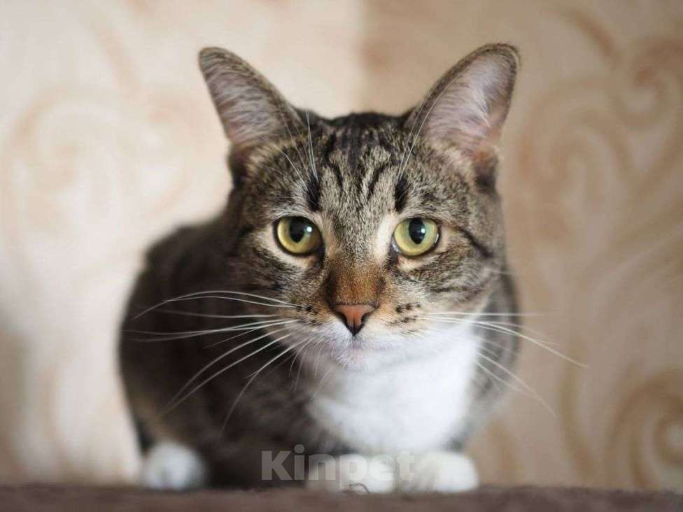 Кошки в Москве: Урчик ищет дом Девочка, Бесплатно - фото 1