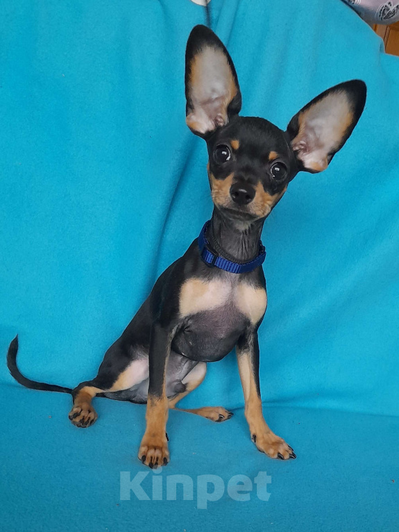 Собаки в Екатеринбурге: Щенки русского тоя гладкошёрстного Мальчик, 25 000 руб. - фото 1