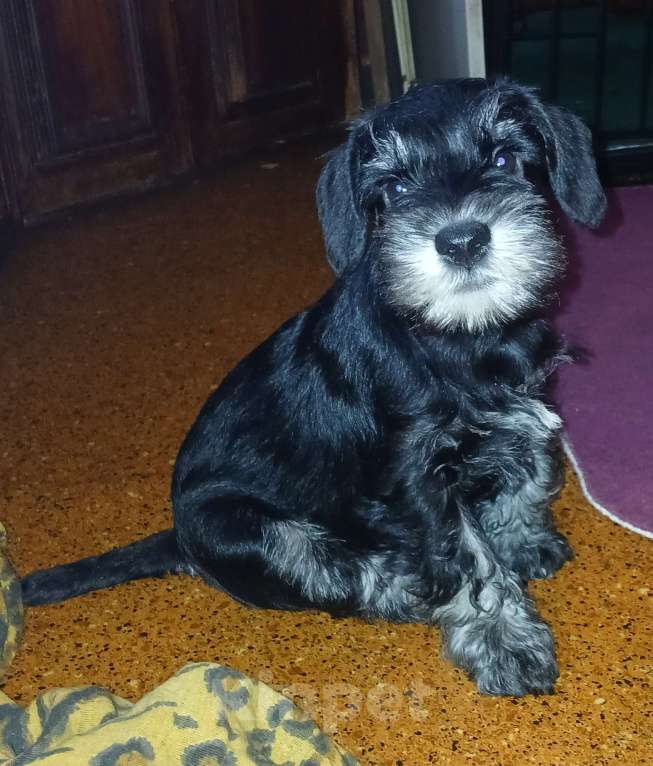 Собаки в Санкт-Петербурге: Четыре кобеля 2 окрасов Мальчик, 50 000 руб. - фото 9