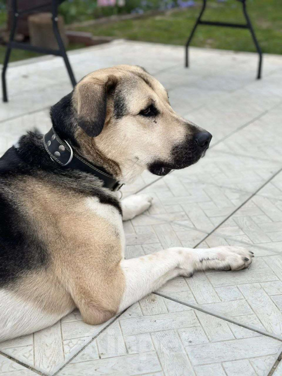 Собаки в Калуге: Крупная собака (лошадка) Хонда в добрые руки Девочка, Бесплатно - фото 2