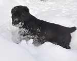 Собаки в Новосибирске: Щенки алабая (среднеазиатской овчарки) Мальчик, Бесплатно - фото 3