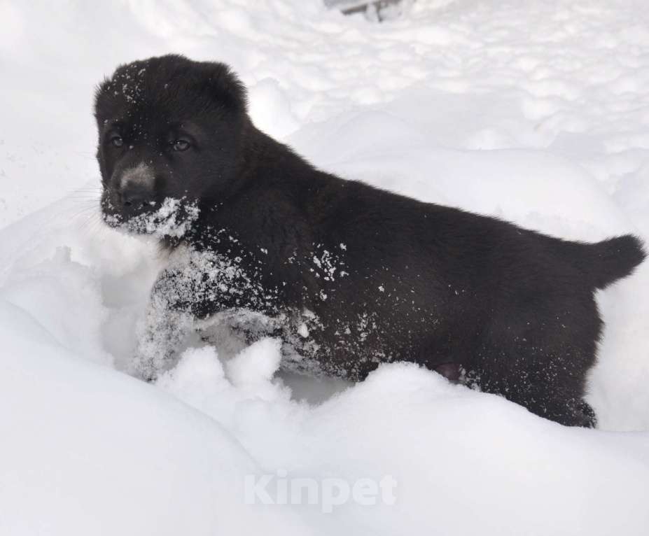 Собаки в Новосибирске: Щенки алабая (среднеазиатской овчарки) Мальчик, Бесплатно - фото 3