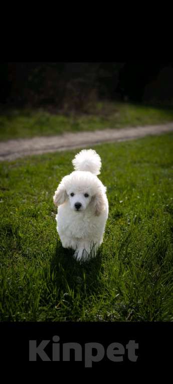 Собаки в Ставрополе: Перспективный щенок той пуделя Мальчик, 85 000 руб. - фото 3