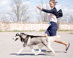 Собаки в Астрахани: Кобель хаски Мальчик, 1 руб. - фото 5