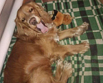 Собаки в Саратове: Вязка Английский кокер спаниель., 1 руб. - фото 2