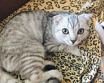 Кошки в Кингисеппе: Кот шотландский, 1 000 руб. - фото 1