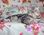 Кошки в Новосибирске: Кот на вязку, мраморный, 1 500 руб. - фото 3
