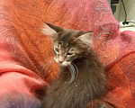 Кошки в Ливны: Котята мейн кун, 10 000 руб. - фото 7
