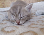 Кошки в Железнодорожном: Котяточки Мальчик, 8 000 руб. - фото 4