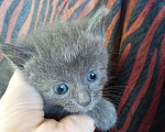 Кошки в Сочи: Отдам котят в добрые руки, 1 руб. - фото 2