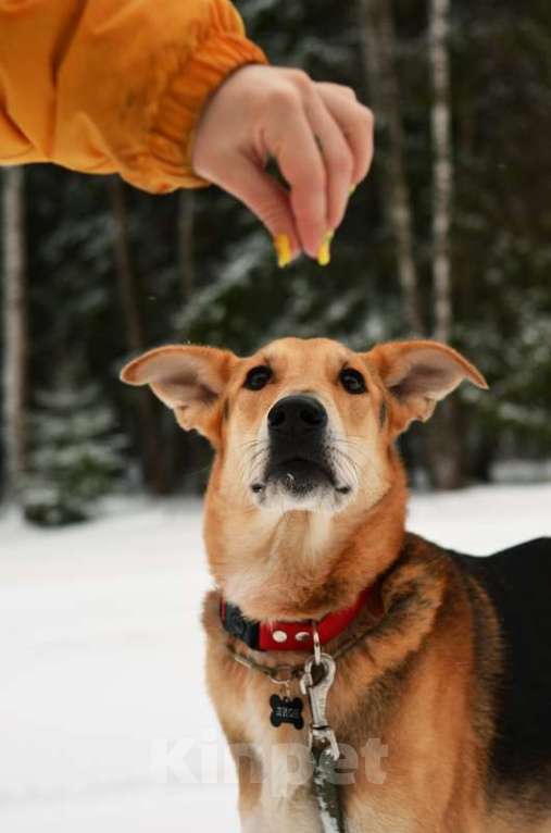 Собаки в Москве: Очень нужен дом для спокойного и воспитанного пёсика Лиона Мальчик, Бесплатно - фото 6