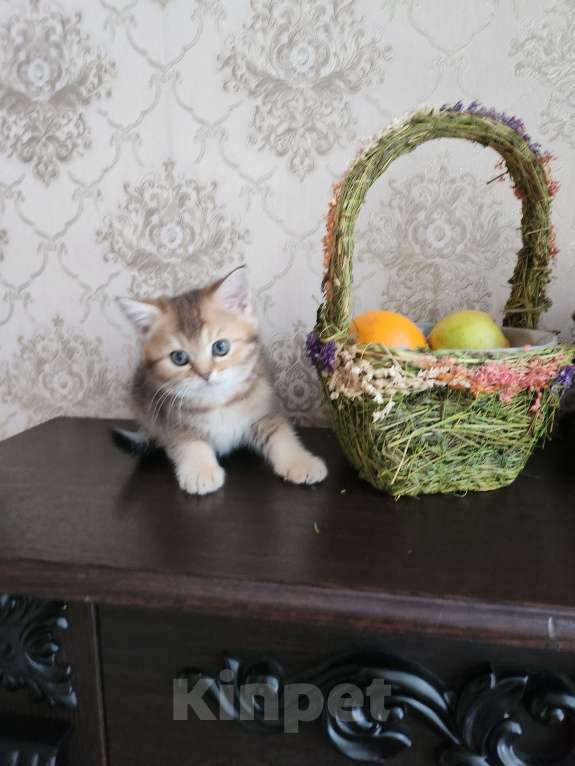 Кошки в Москве: Шотландские  котята  Мальчик, 30 000 руб. - фото 6