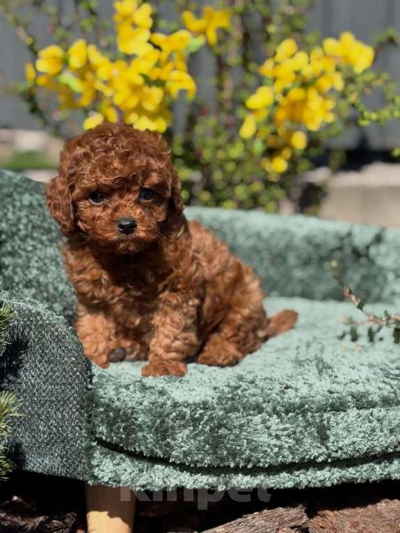 Собаки в Челябинске: Той-пудель, щенок Девочка, 150 000 руб. - фото 3