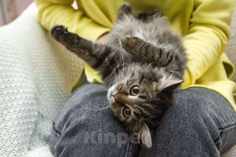 Кошки в Люберцах: Ищут дом два прекрасных которебенка Девочка, 1 руб. - фото 7