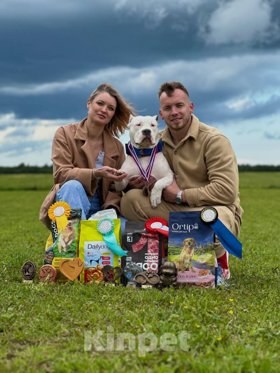 Собаки в Пикалево: Американский булли Мальчик, 40 000 руб. - фото 5