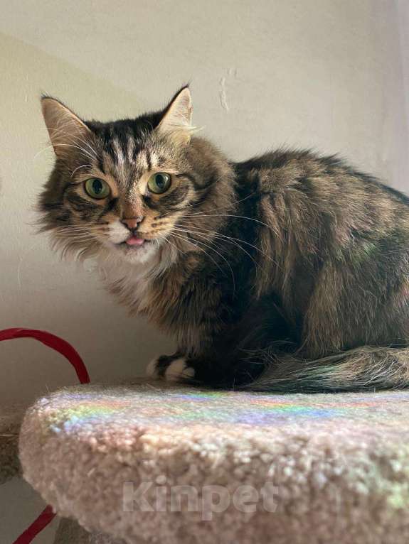 Кошки в Москве: Пушистая кошка в добрые руки Девочка, Бесплатно - фото 5