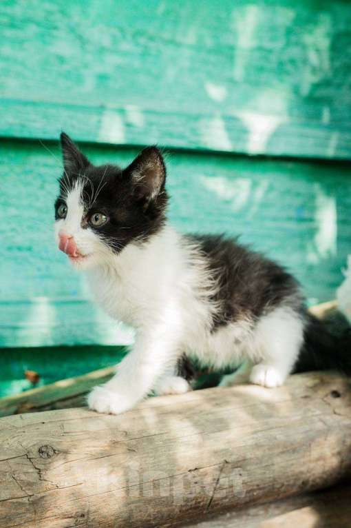 Кошки в Магнитогорске: Две красивые и ласковые сестрички ищут дом!  Девочка, Бесплатно - фото 5