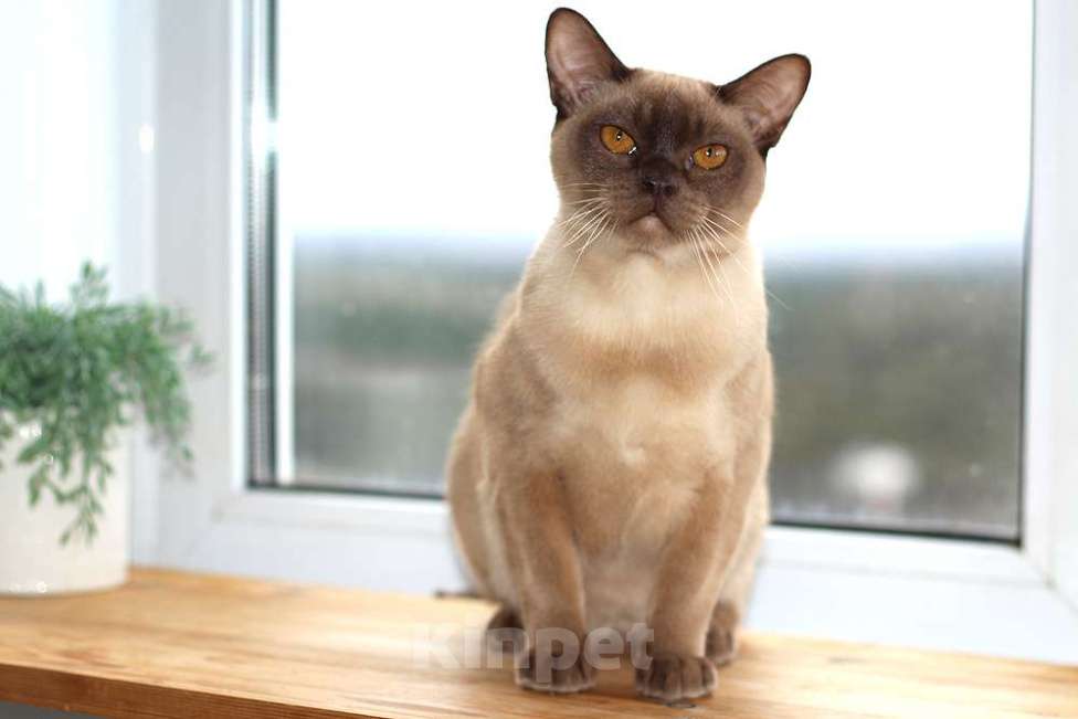 Кошки в Москве: Бурма - шоколадный котик Ангел Мальчик, 70 000 руб. - фото 2