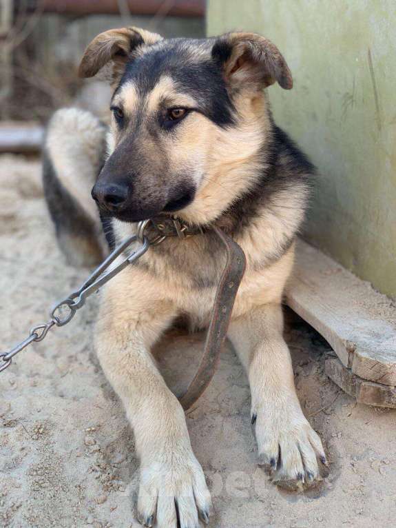 Собаки в Сургуте: Улли ищет дом, Бесплатно - фото 1