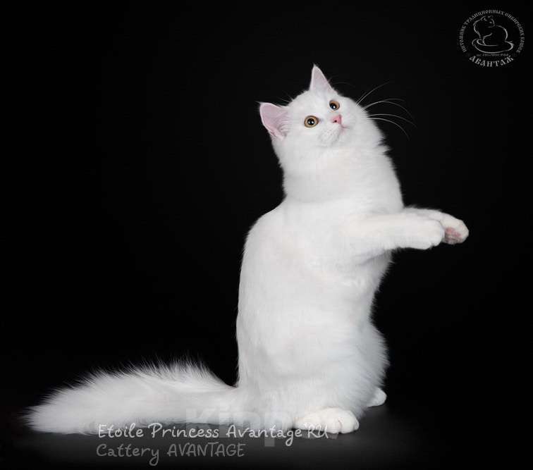 Кошки в Волхове: Молоденькая кошечка, клубная. Кому-то достанется такая снегурочка ) Девочка, Бесплатно - фото 3