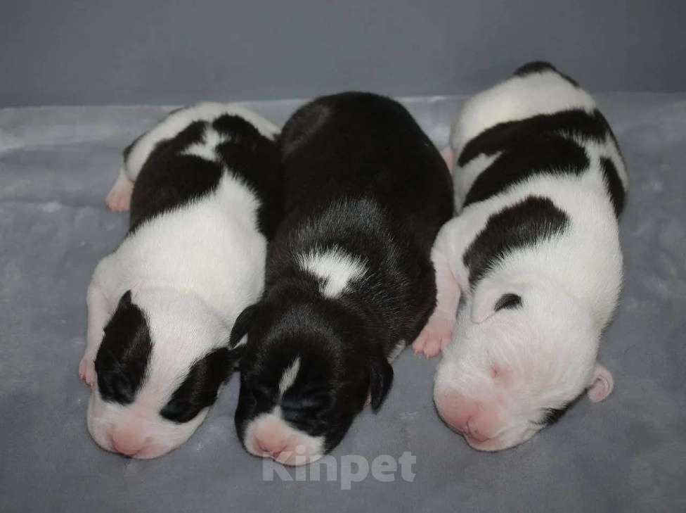 Собаки в Барнауле: Щенки АСТ Мальчик, Бесплатно - фото 5