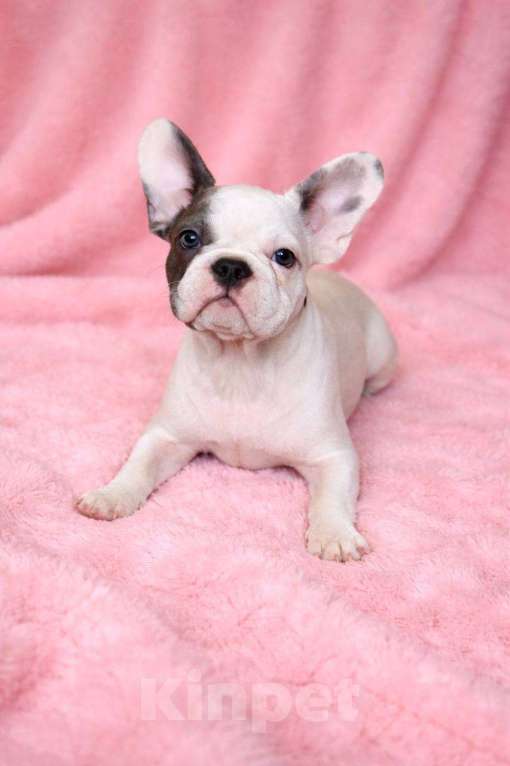 Собаки в Москве: Французская элита Девочка, 100 000 руб. - фото 3