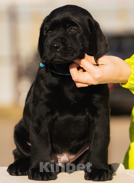 Собаки в Красноярске: Лабрадор ретривер щенки  Мальчик, Бесплатно - фото 3