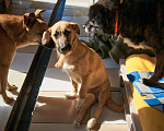 Собаки в Москве: Ардан Мальчик, Бесплатно - фото 2