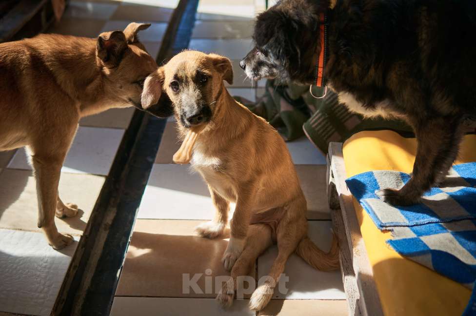Собаки в Москве: Ардан Мальчик, Бесплатно - фото 2