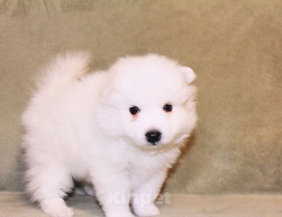 Собаки в Челябинске: Очаровательные щенки японского шпица Мальчик, 80 000 руб. - фото 8